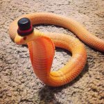 cute-snakes-wear-hats-101__700.jpg