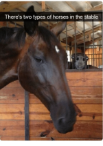 theres-two-types-of-horses-in-the-stable-36616476.png