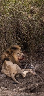 A lion looking worryingly thin with his porcupine catch.jpg