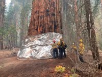 SJM-L-Sequoia-National-Forest-Castle-Fire-wrapping-tree-2020_88071413.jpg