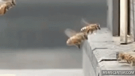 bees-bee-collision.gif