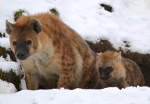 snow hyenas.jpg