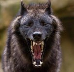 blackwolf.jpg