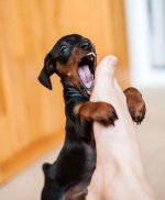 dobermantoe.jpg