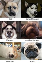 dog business.jpg
