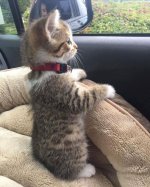 cute kitten.jpg