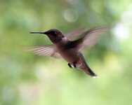 hummingbird3.jpg