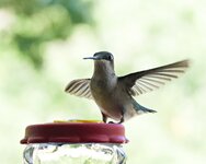 hummingbird7.jpg