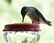 hummingbird8.jpg