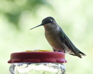 hummingbird10.jpg