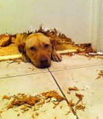 dogs-who-like-to-misbehave-posted-awesomelycute.com-30.jpg