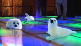 clubbin-baby-seals-22759-1240936096.jpg