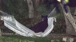 hammock+bear+2.jpg