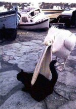 Pelicankitty.jpg