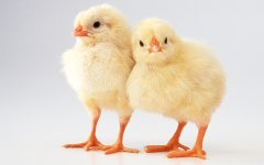 baby-chick-baby-animals-19793603-1280-800.jpg