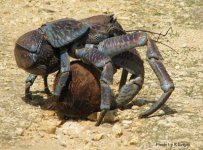 CoconutCrab_dotars1gov1au.jpg