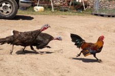 turkey_vs_rooster_by_saemichan-d4cfqo1.jpg