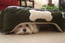 Dog-hiding-under-bed1.jpg