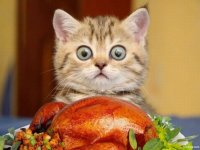 turkey-kitten.jpg