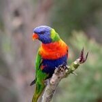 RainbowLorikeet.jpg