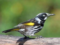 NewHollandHoneyeater.png