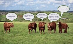 funny-cow-pictures-33.jpeg