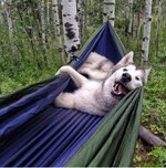 dog in hammock.jpg