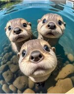 otters.jpg