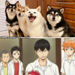 haikyuu to basuke.jpg