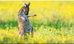 wallaby air guitar.jpg