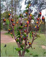 lorikeets.jpg