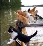 cats on boat.PNG