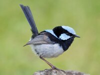 bluewren.jpg