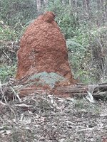 termite mound.jpg