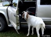 s-GOAT-OPENS-CAR-DOOR-large.jpg