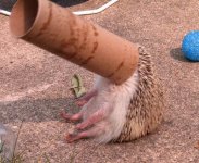 hedgehog_.jpg