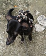 dog-adopts-possums-1-595x713.jpg