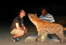 Feeding-Hyenas-in-Africa-728x501.jpg