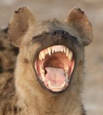 Animal+attacks+news+dangerous+animal+teeth+of+hyena+dangerous+animals+of+kenya+south+africa+tanz.jpg