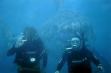 shark-behind-divers-1_zps68c03c62.jpg