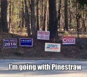 pinestraw.jpg