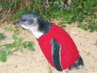 Penguin Jumper.jpg