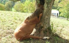 Horse tree.jpg