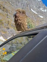 kea.jpg