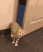 cat-hiding-scared-cat.gif