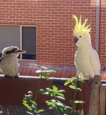neighbours fence.jpg