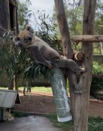 koala relaxed.jpg