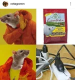 15-rat-memes-off-instagram-which-is-your-favourite-v0-d9xzuh9yqzo91.webp