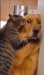cat_dog.png