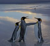 penguins.jpg